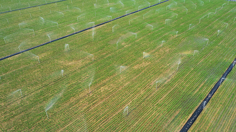隆平国际现代农业水稻公园在大吉沙岛开园（图）