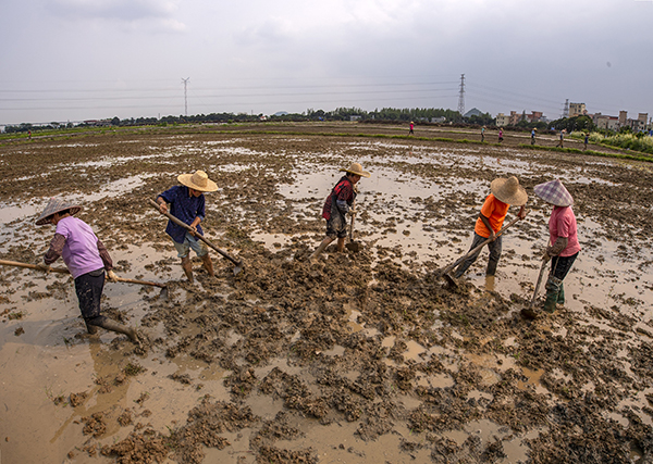 上图：在隆平国际现代农业水稻公园，工作人员为水稻插秧作准备。廖志远摄。.jpg