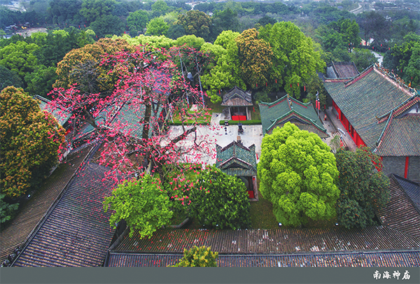 广州第一批1-8号名木古树均在黄埔南海神庙（图）