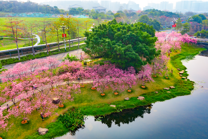 春节假期黄埔区各公园游客数量同比翻倍，“公园游”成“新春热”